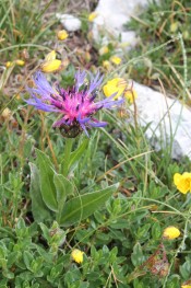 Centaurea trumfetti: Mt. Prenj